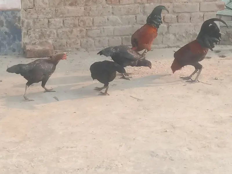 Desi Murgiyan Ande De rahi hen — photo 3