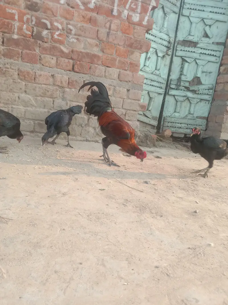 Desi Murgiyan Ande De rahi hen — photo 4