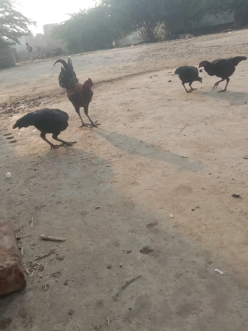 Desi Murgiyan Ande De rahi hen — photo 5