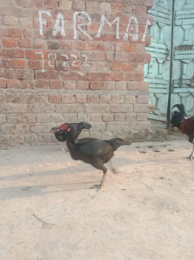 Desi Murgiyan Ande De rahi hen — photo 6