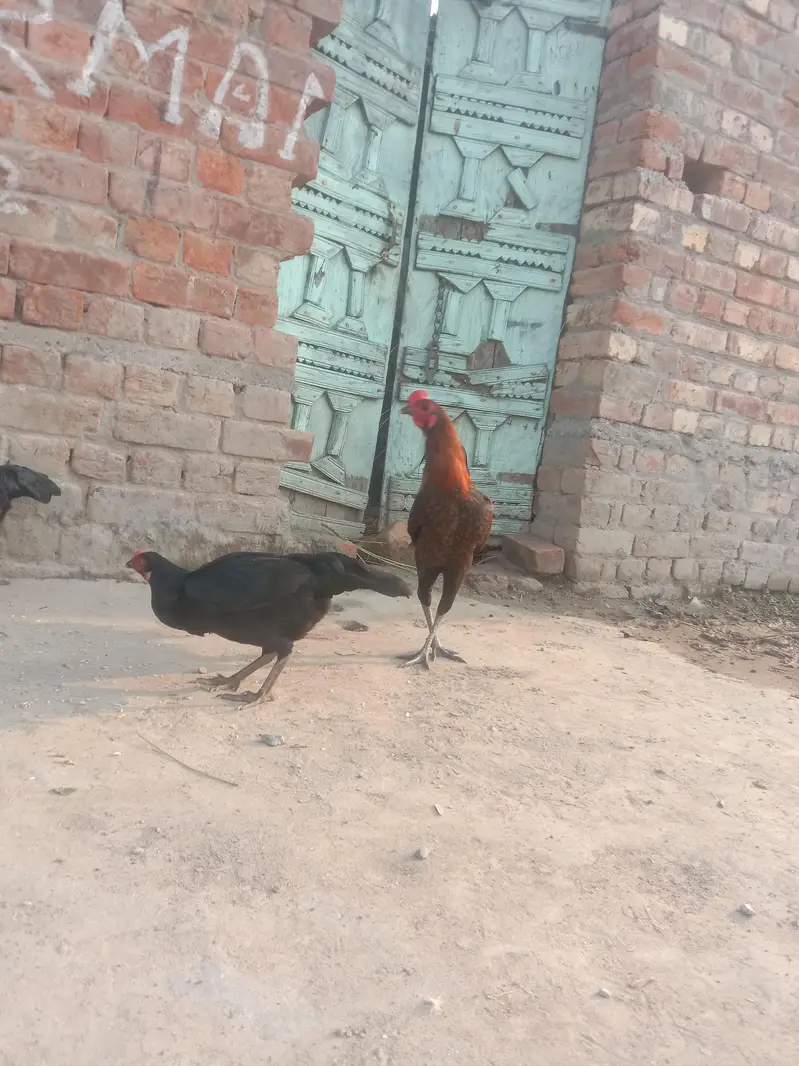 Desi Murgiyan Ande De rahi hen — photo 7