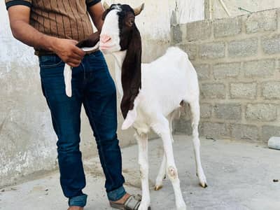 vaccination goat