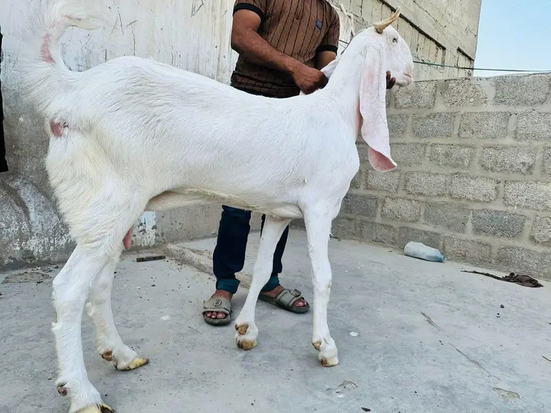 vaccination goat — photo 2