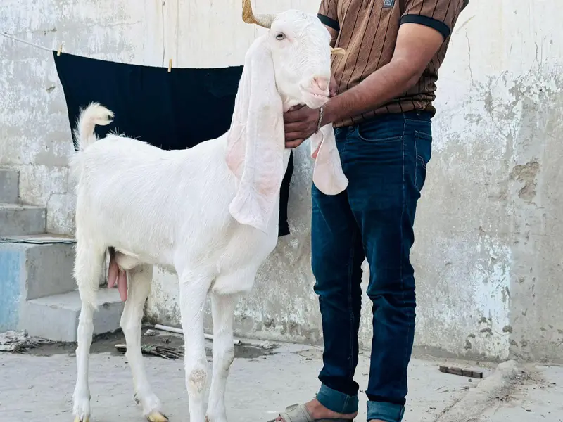 vaccination goat — photo 3