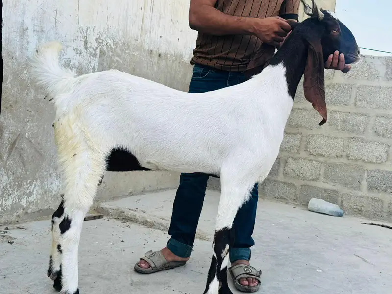 vaccination goat — photo 4