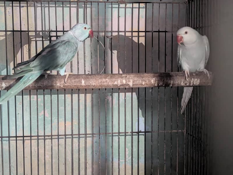 Blue Ringneck pair 0