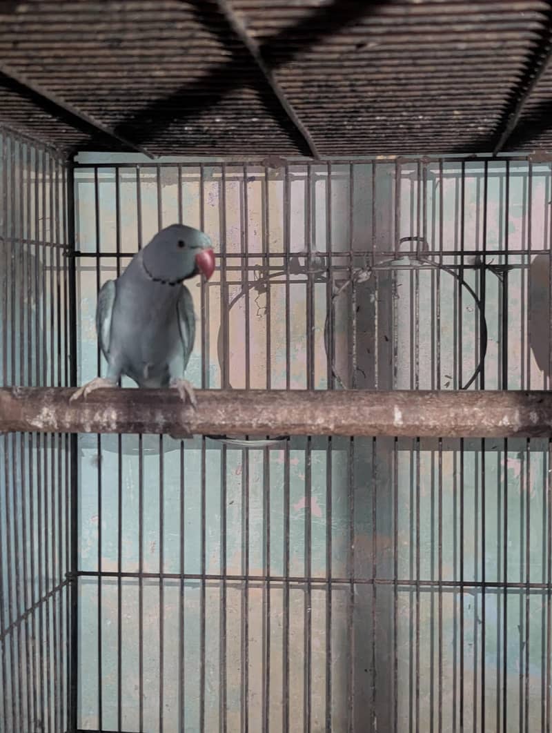 Blue Ringneck pair 1
