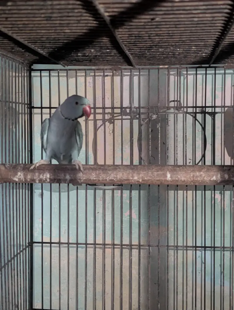 Blue Ringneck pair — photo 2