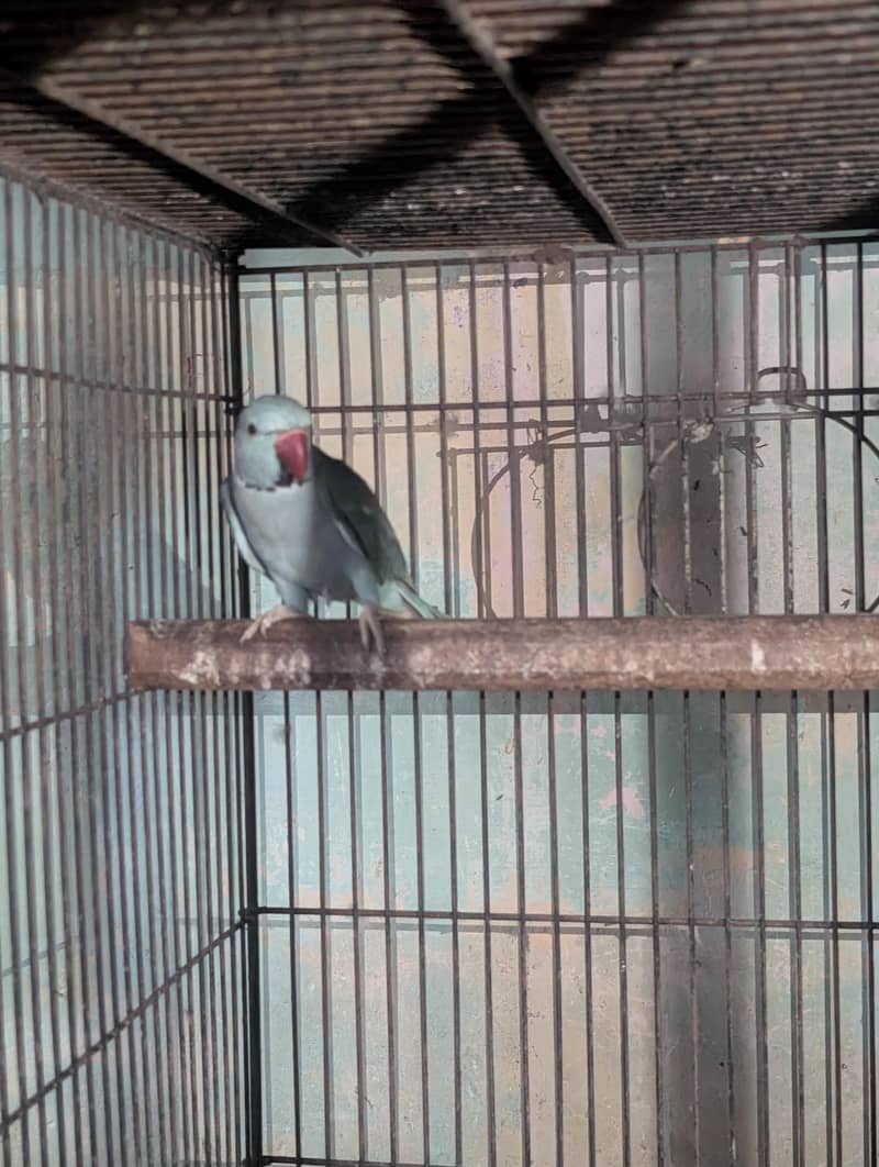 Blue Ringneck pair 2