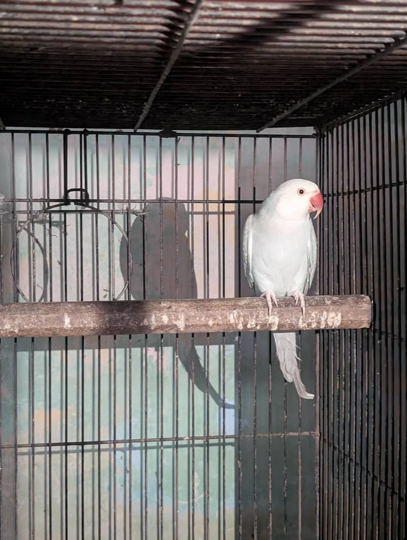 Blue Ringneck pair 3