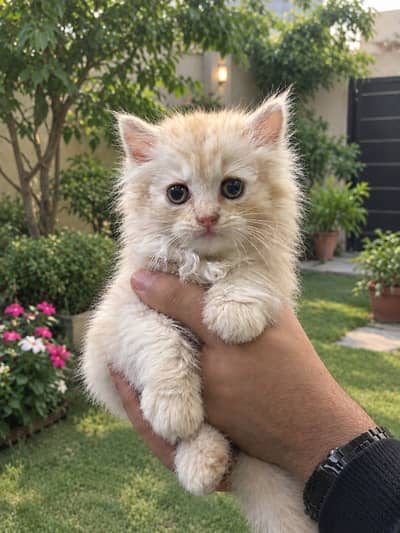 Fawn kitten persian