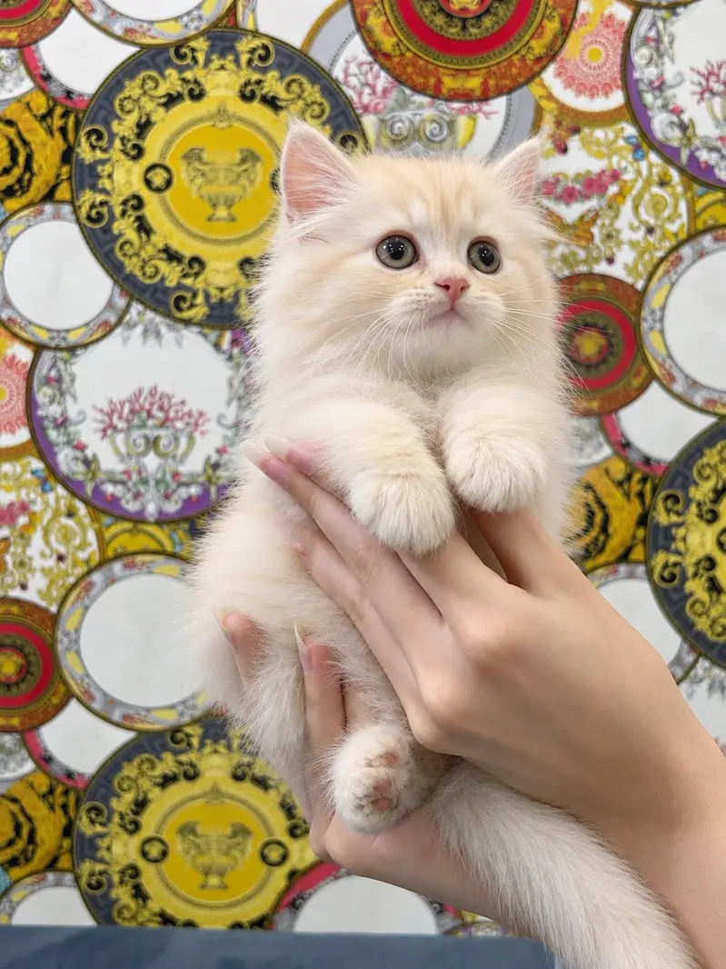 Fawn kitten persian — photo 3
