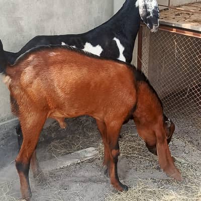 male & female nagra beauty & beetal