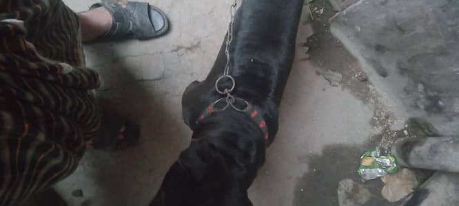 pitbull for sale