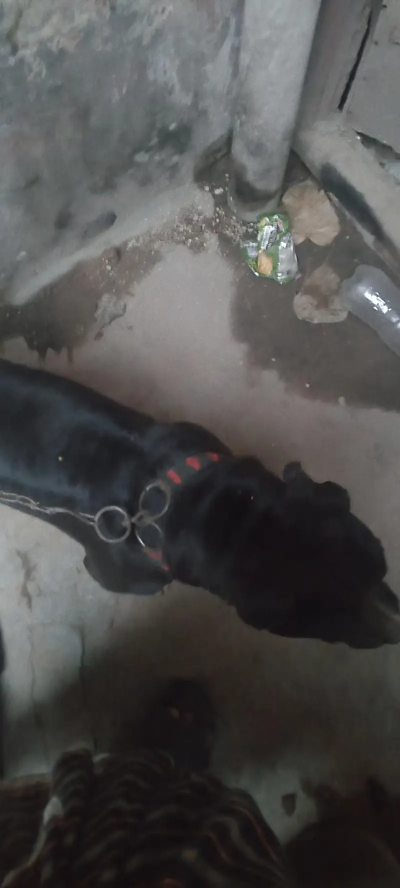 pitbull for sale — photo 2