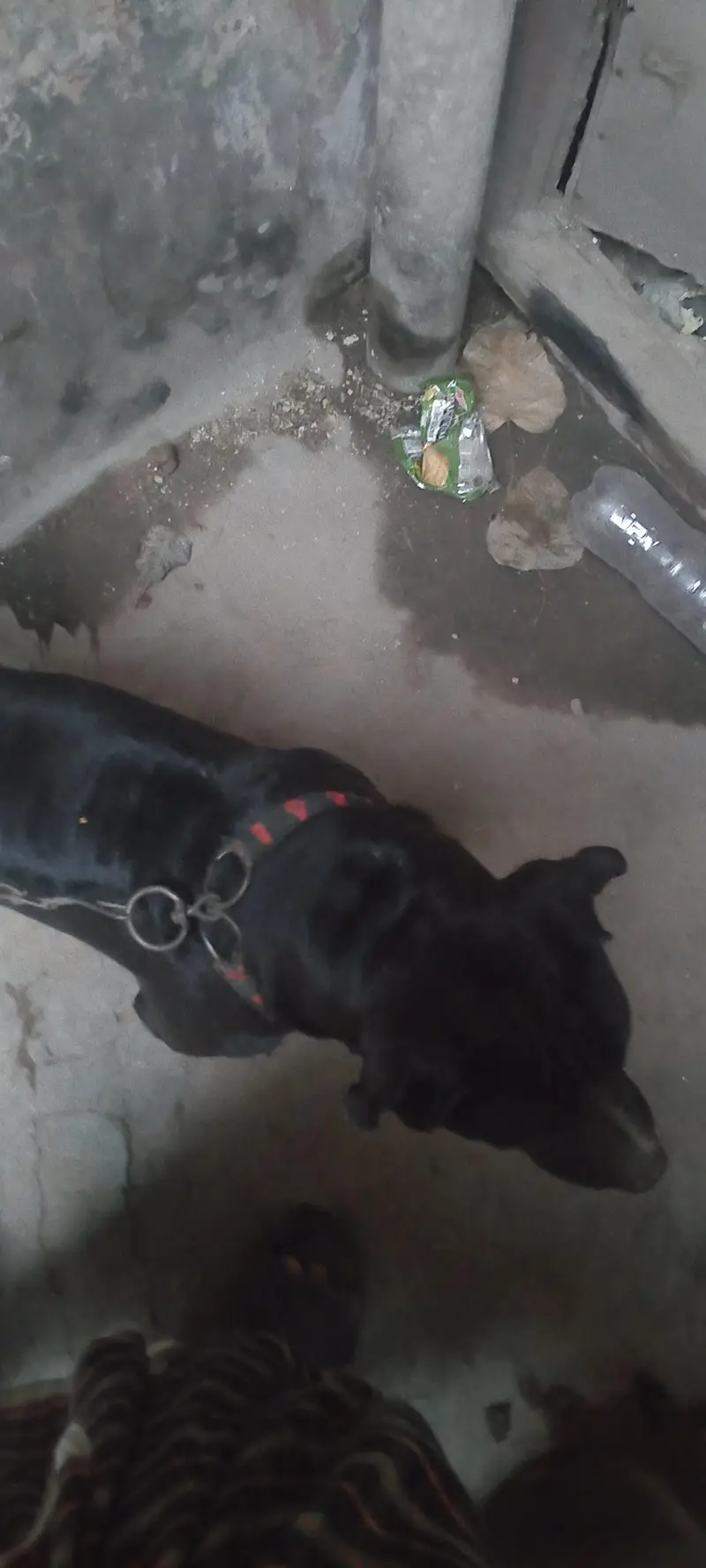 pitbull for sale — photo 3