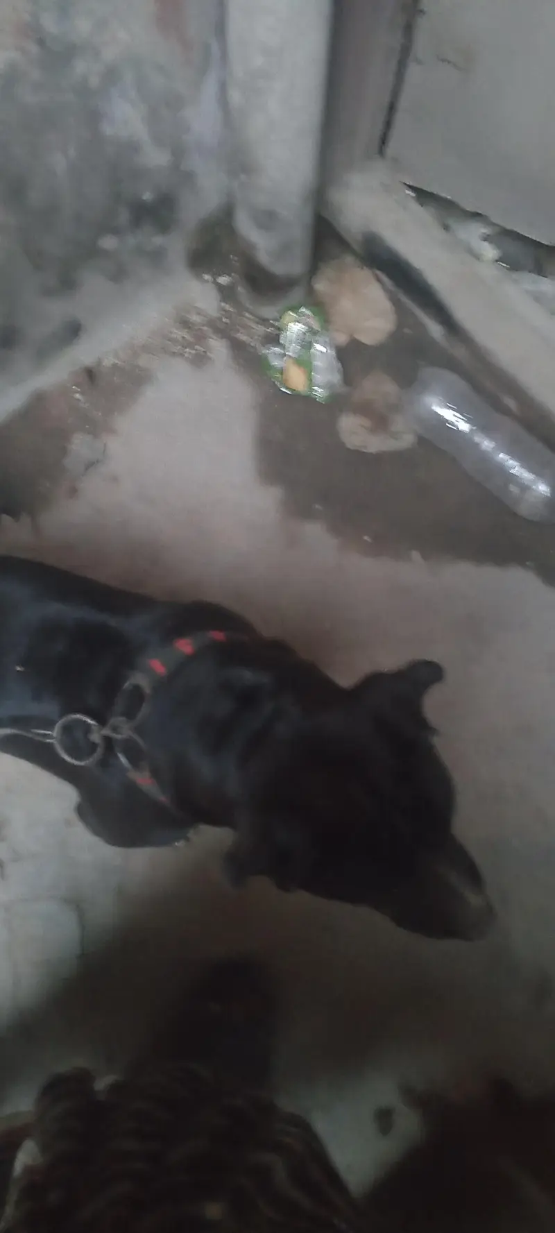 pitbull for sale — photo 4
