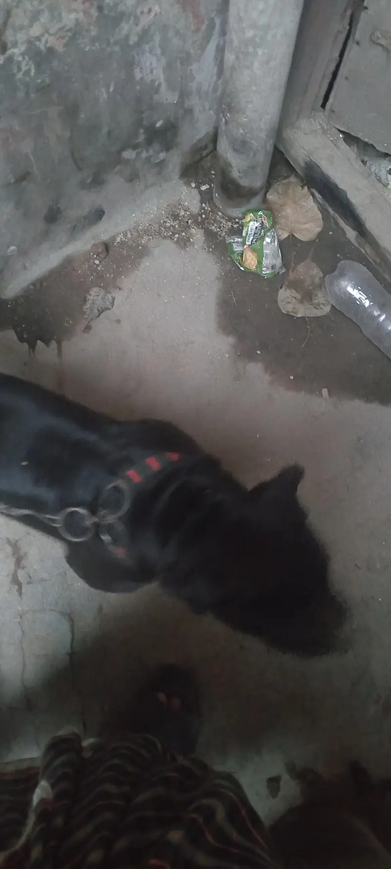 pitbull for sale — photo 5