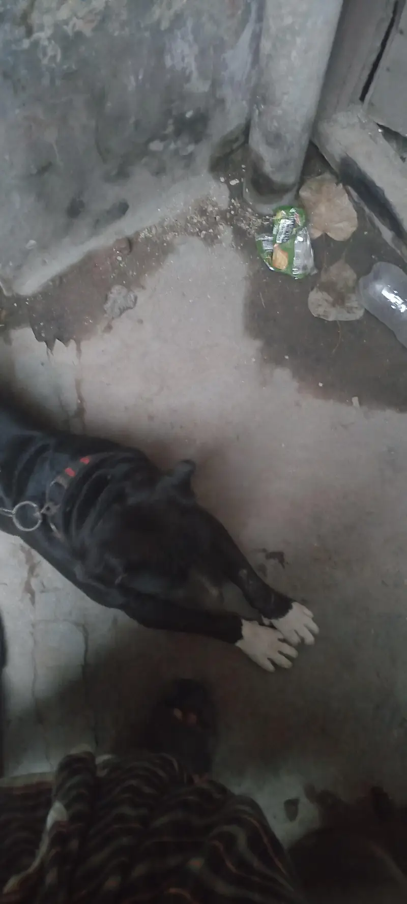 pitbull for sale — photo 6