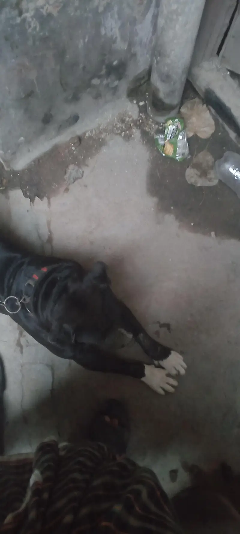 pitbull for sale — photo 7