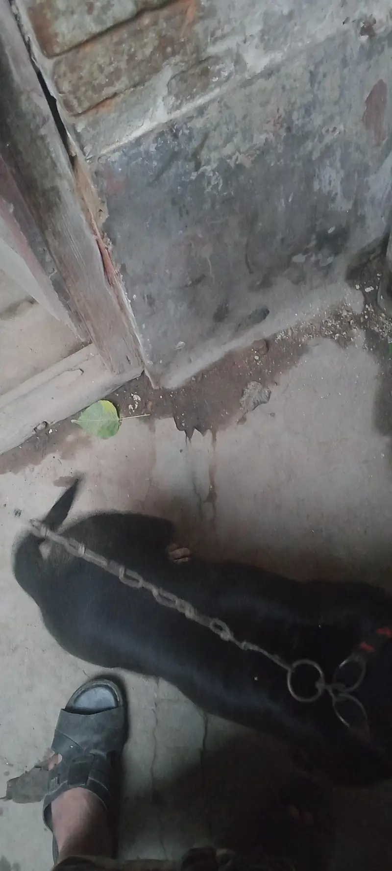 pitbull for sale — photo 9