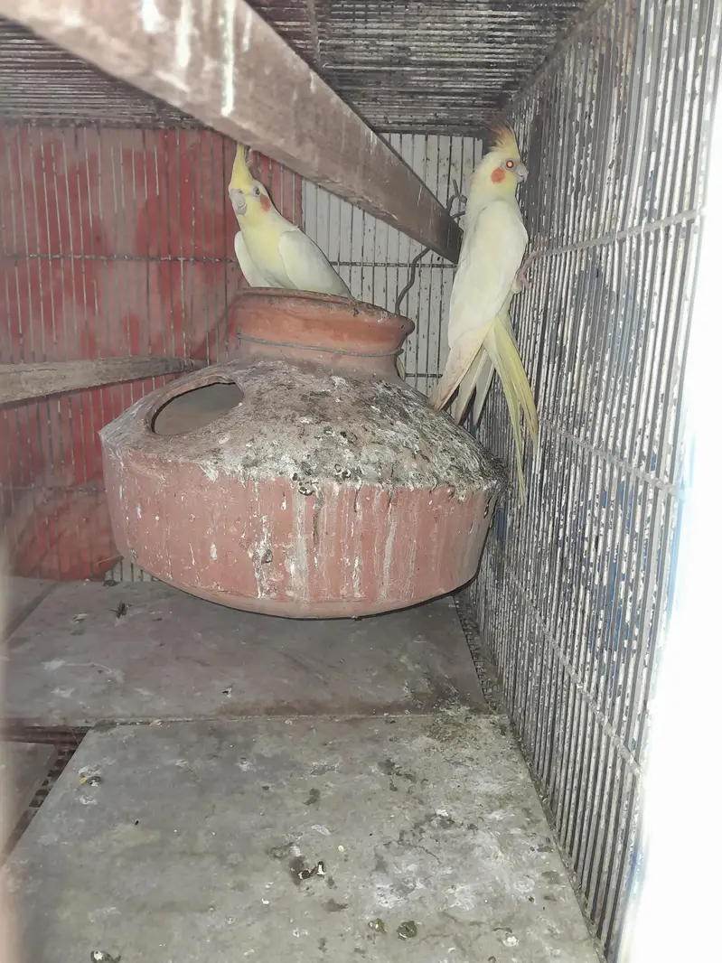 lotino red eye — photo 2