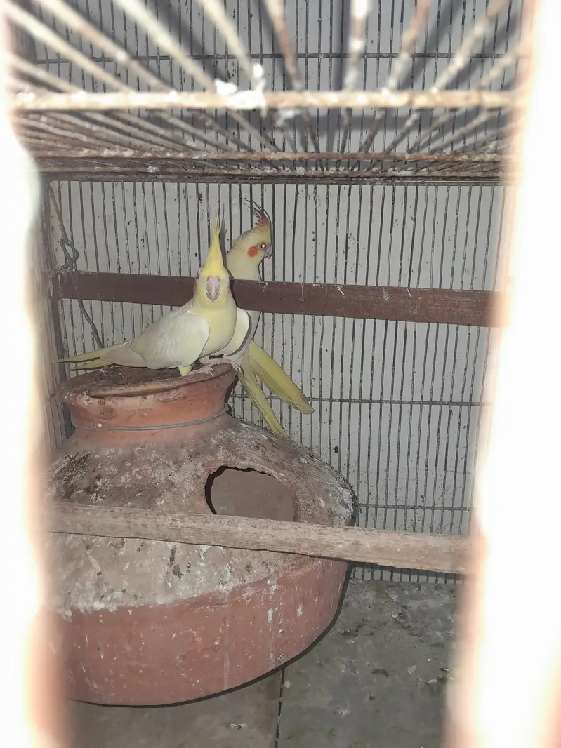lotino red eye — photo 3