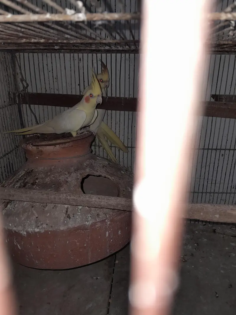 lotino red eye — photo 4