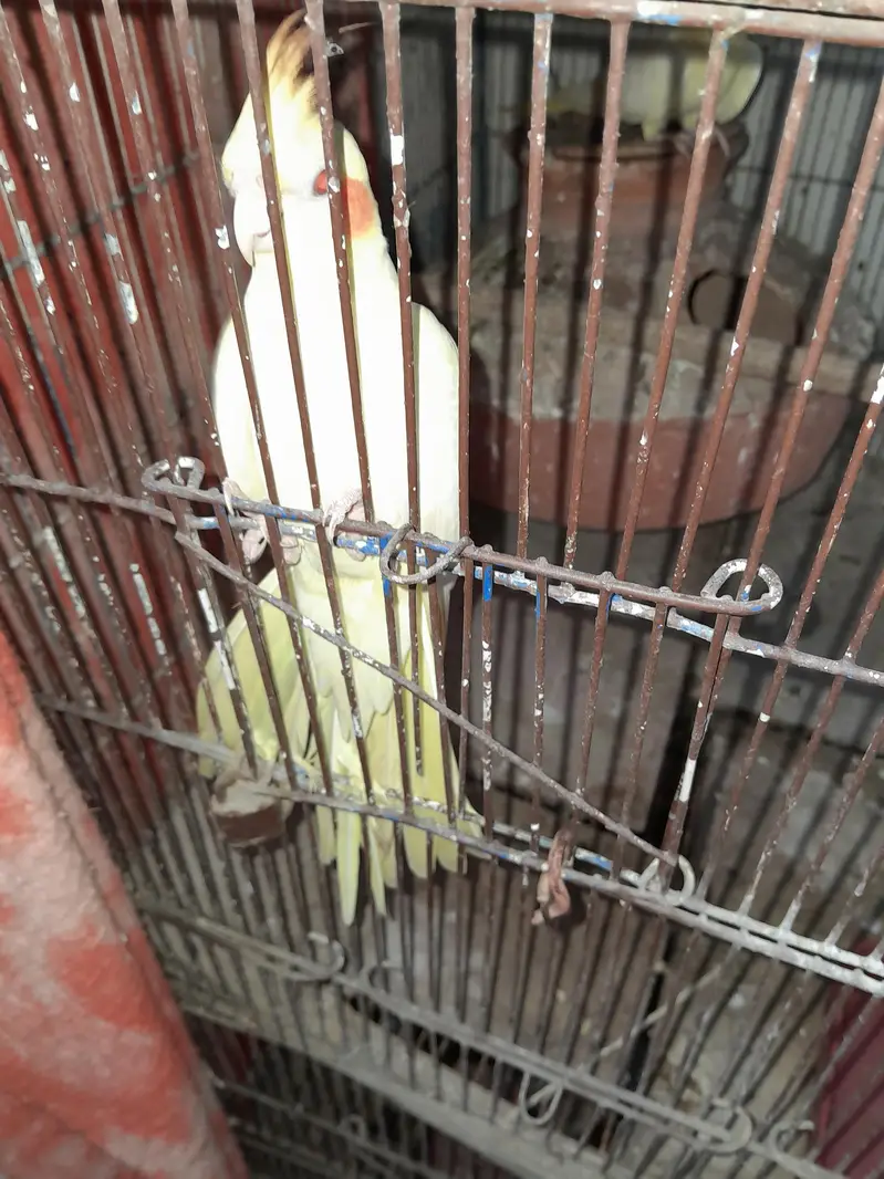 lotino red eye — photo 5