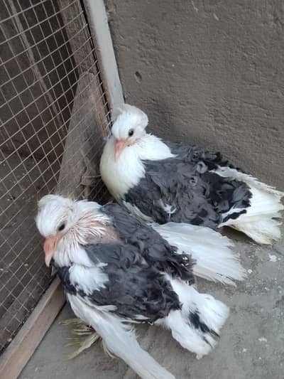 grey frill back self chick's available for sale only chick's for sale