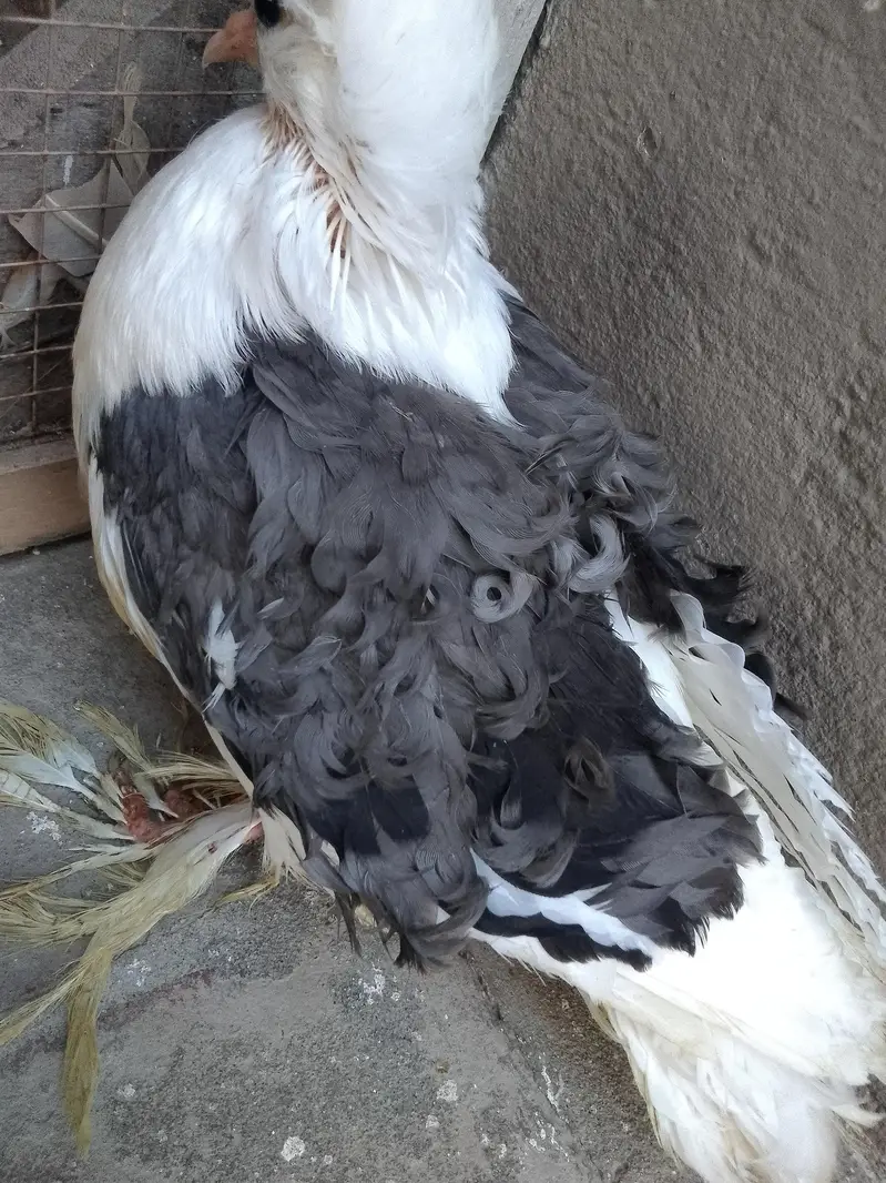 grey frill back self chick's available for sale only chick's for sale — photo 2