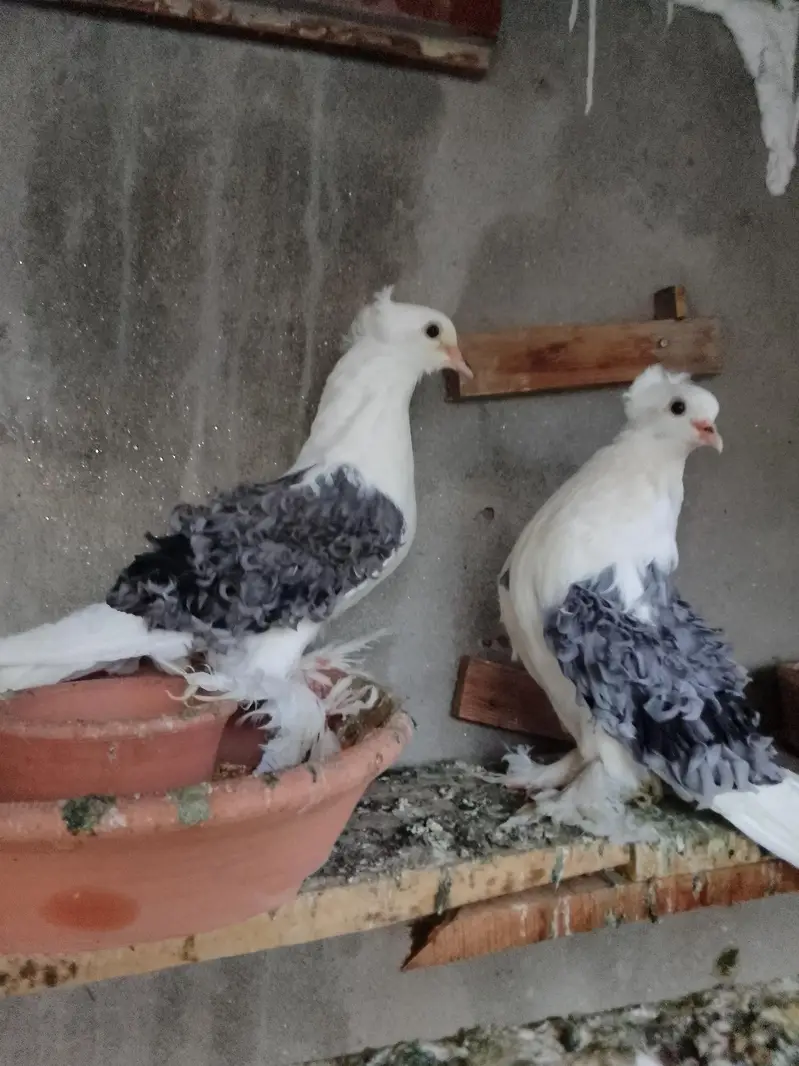 grey frill back self chick's available for sale only chick's for sale — photo 3