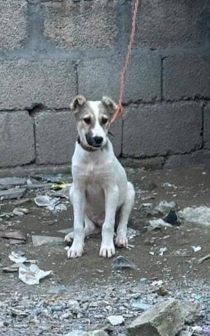 AFGHAN KUCHI MALE