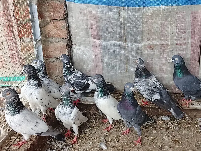 baby and pigeon breeder — photo 2