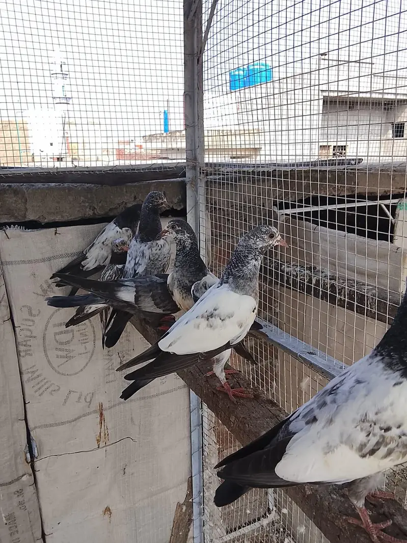 baby and pigeon breeder — photo 3