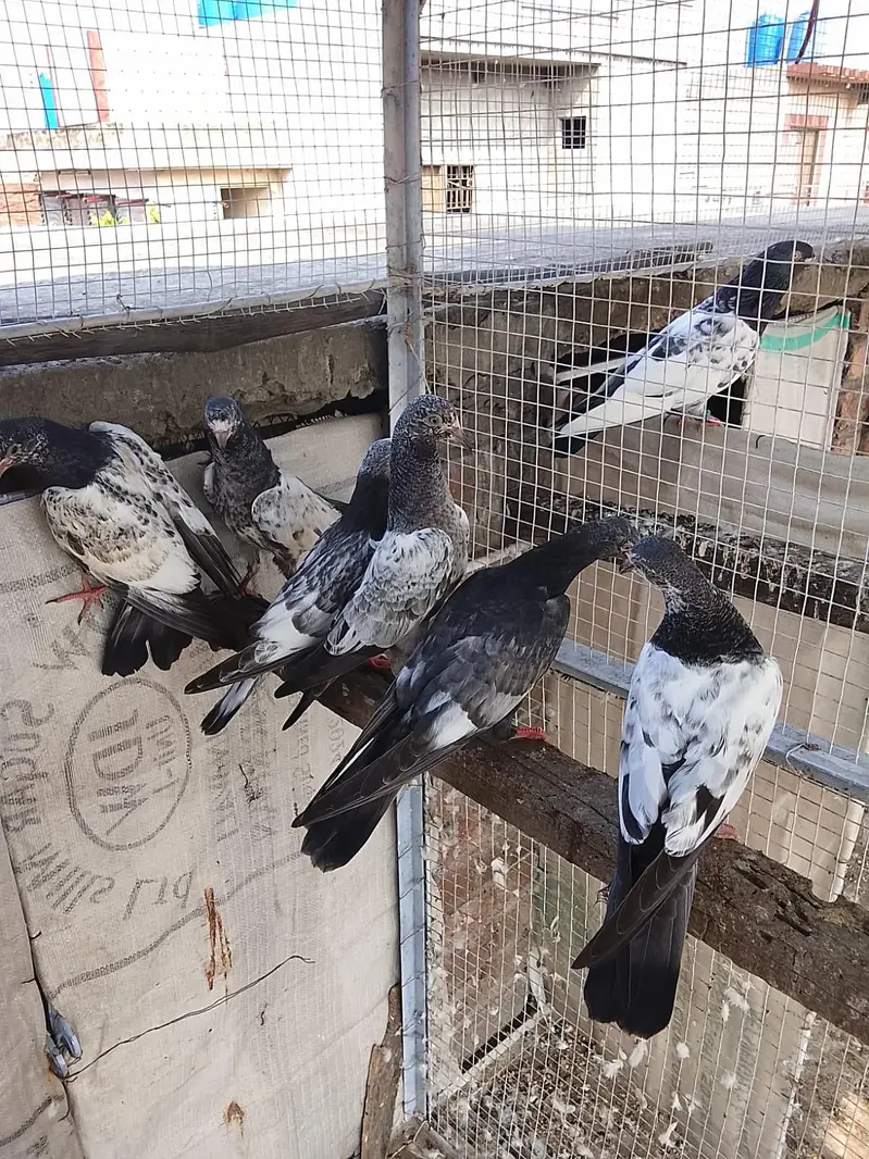 baby and pigeon breeder — photo 4