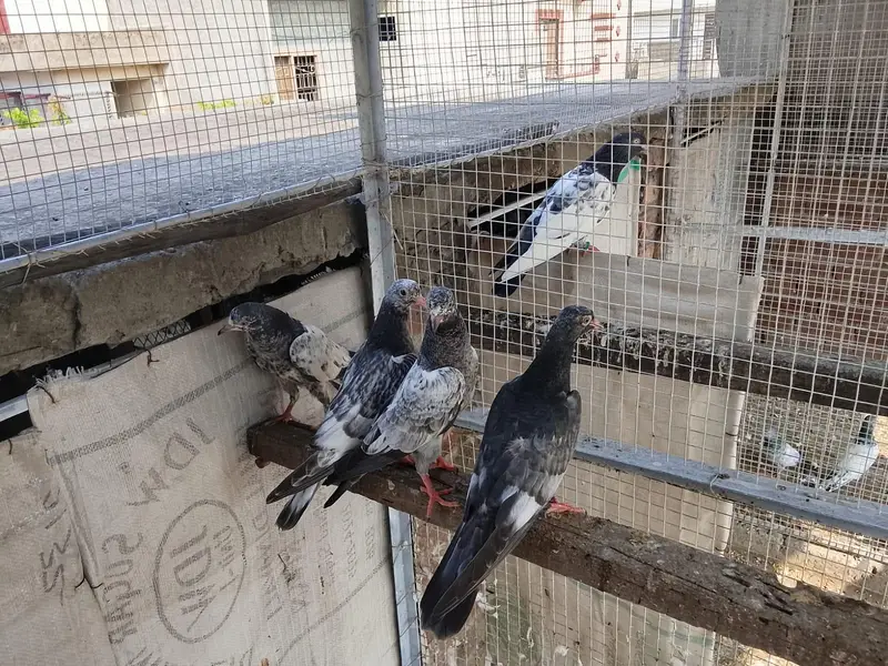 baby and pigeon breeder — photo 5