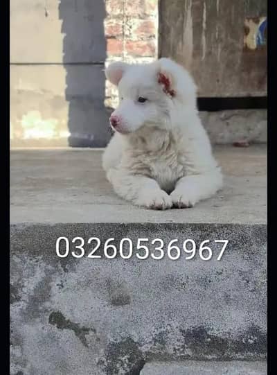 Russian puppy dog for sale contact number 03260536967