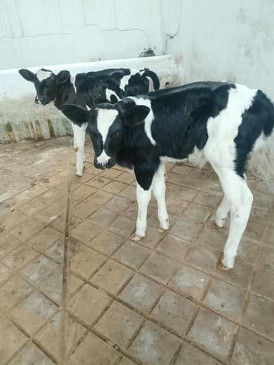 Cow ferisian  bull males , 0 3 0 9 , 44 74 876
