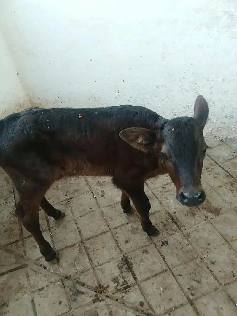 Cow ferisian  bull males , 0 3 0 9 , 44 74 876 — photo 2