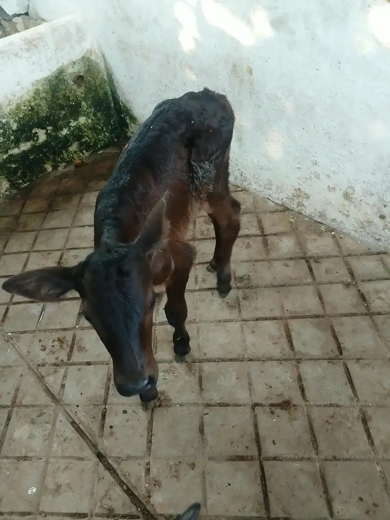 Cow ferisian  bull males , 0 3 0 9 , 44 74 876 — photo 4