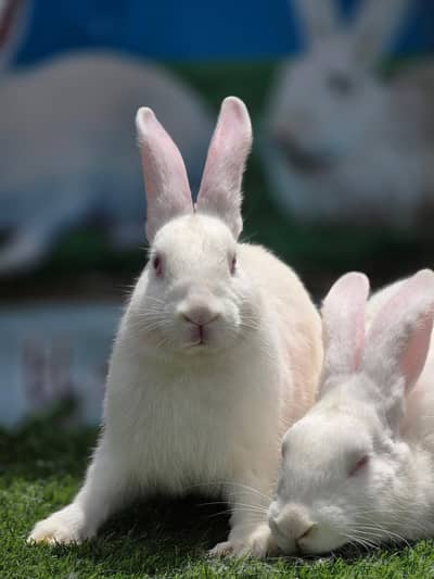 #rabbits #rabbit babies