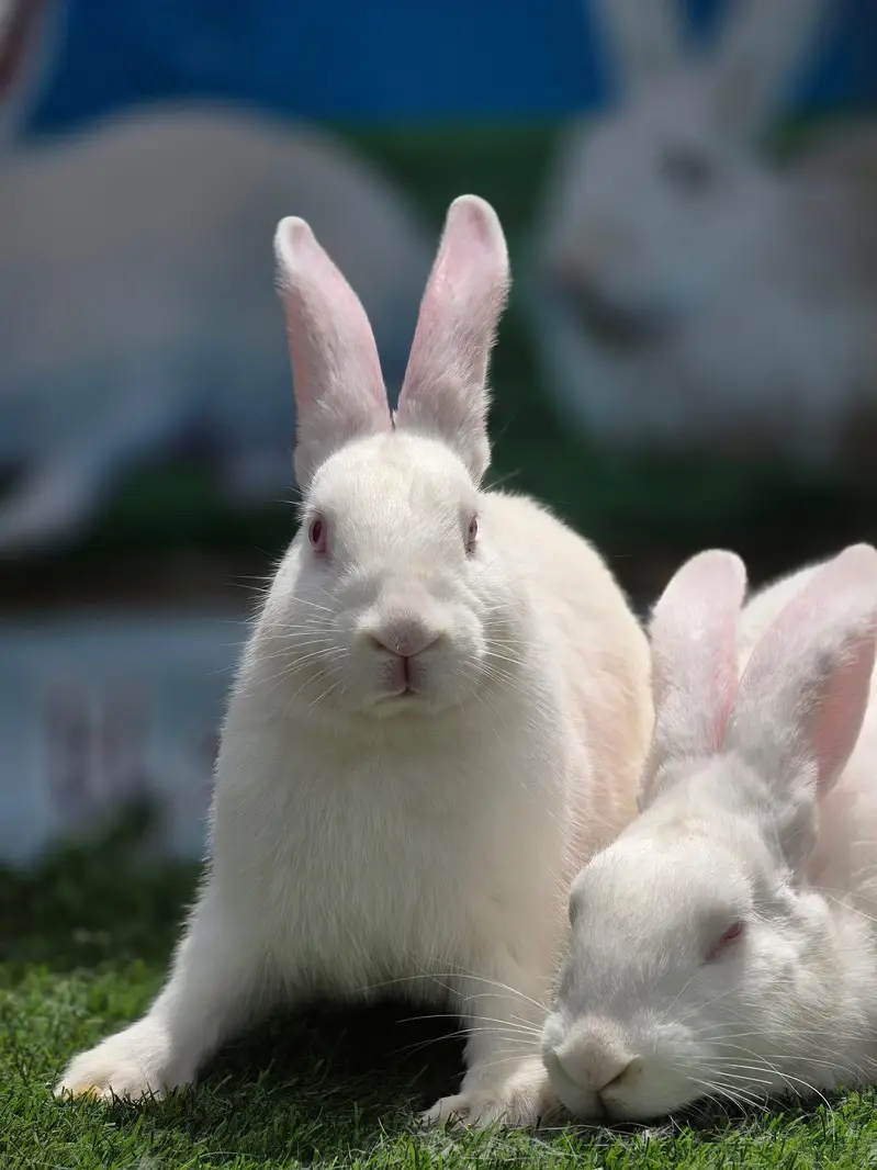 #rabbits #rabbit babies
