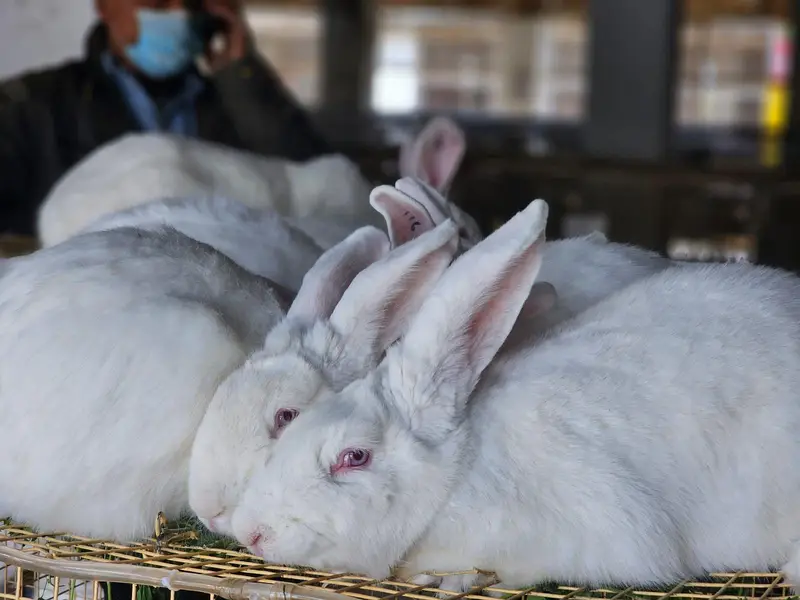 #rabbits #rabbit babies — photo 2