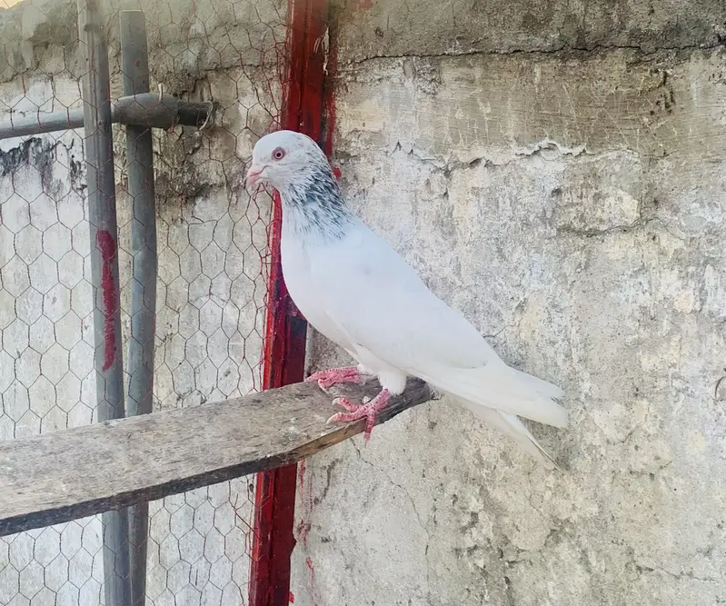 Teddy lal motiyoun wala — photo 2