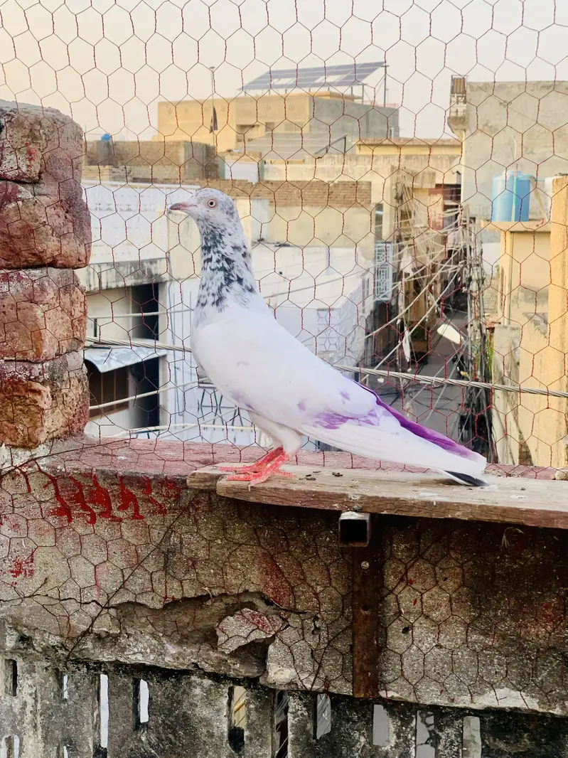 Teddy lal motiyoun wala — photo 3