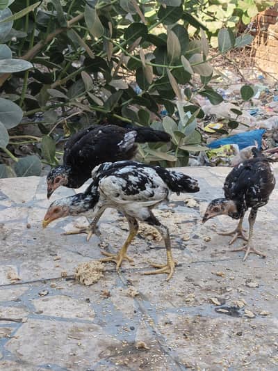 Aseel 6 Month Chick