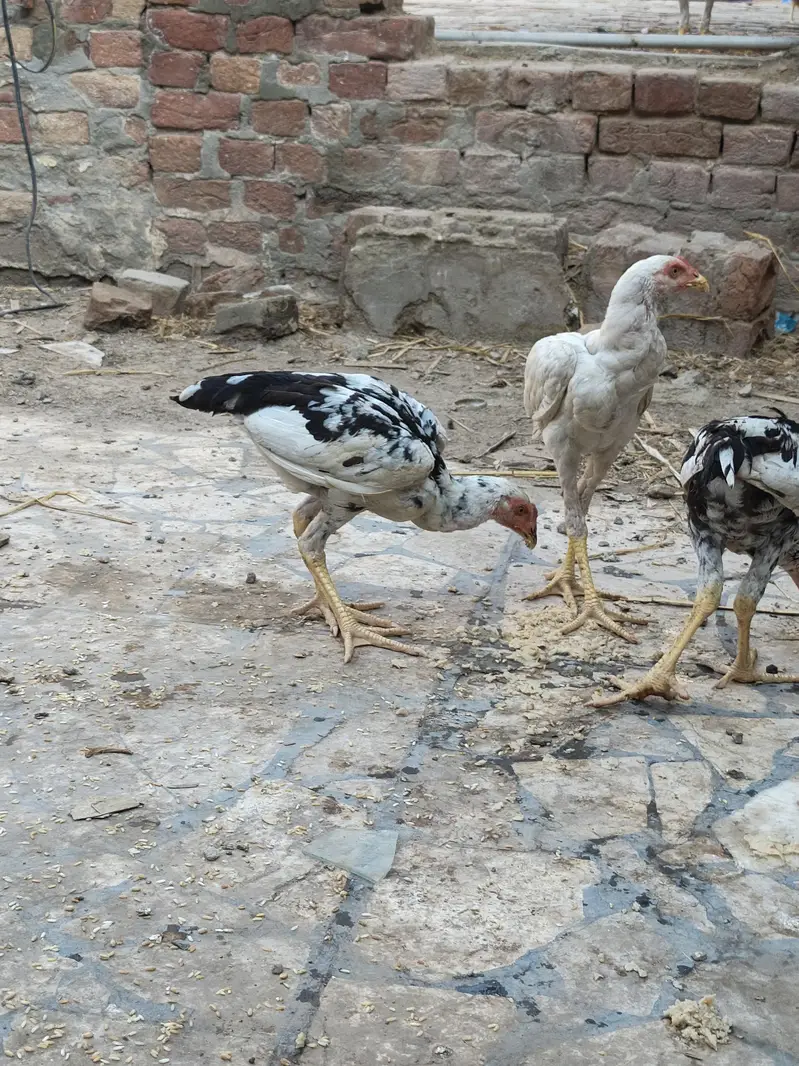 Aseel 6 Month Chick — photo 2