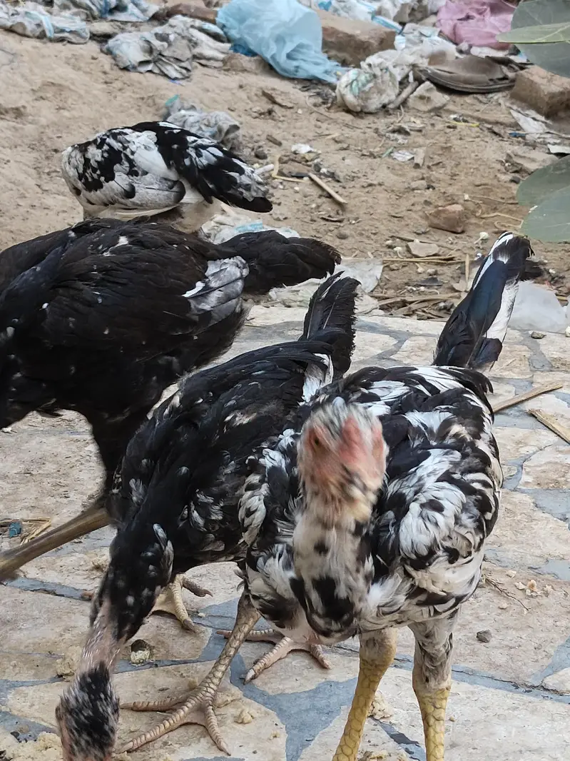 Aseel 6 Month Chick — photo 3