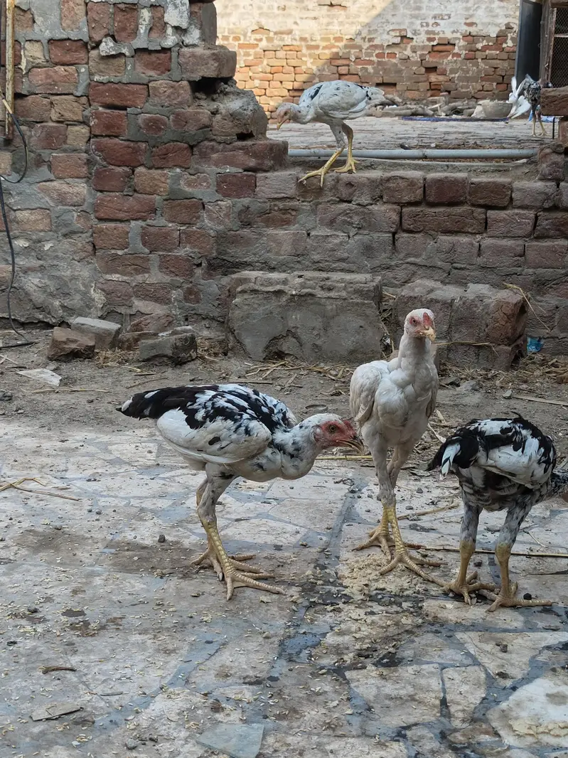 Aseel 6 Month Chick — photo 4